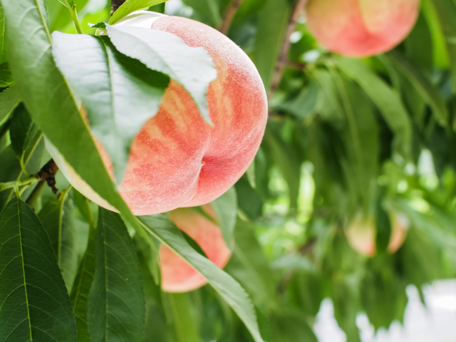 【定期便】和歌山の夏の人気果実2回お届け便
※着日指定