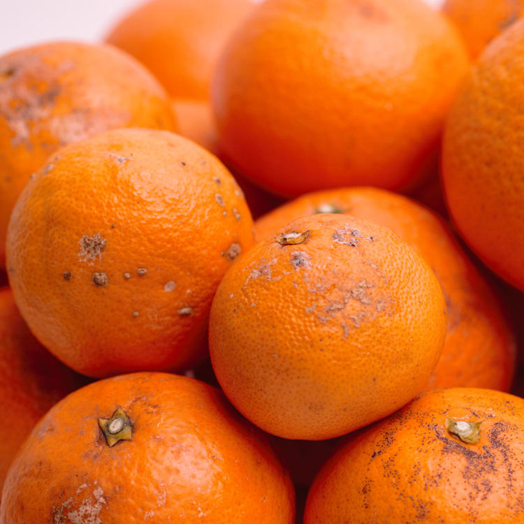 ＜2月より発送＞家庭用 清見オレンジ6kg+180g（傷み補償分）