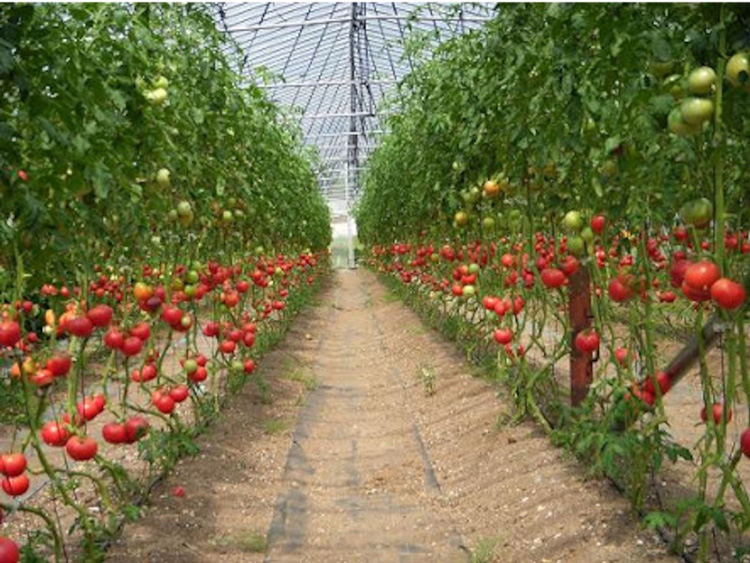 【煙樹の松野菜ブランド】
松とまと（アイコ）松きゅうり