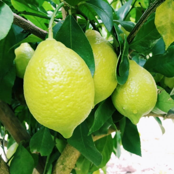 有田産の安心国産レモン約3kg（サイズ混合） ※2025年10月中