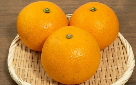 【希少品】和歌山県産紅八朔約5kg（サイズ混合） ※2026年1