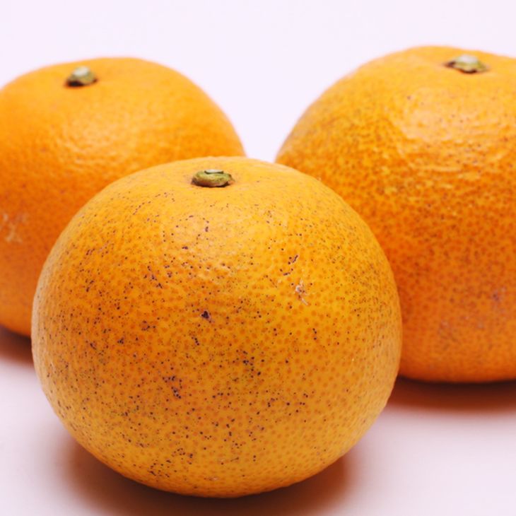 ＜4月より発送＞厳選 樹上完熟はっさく1kg+250g（傷み補償分