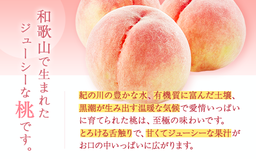 【産直・人気の特産品】和歌山の桃 約1.5kg