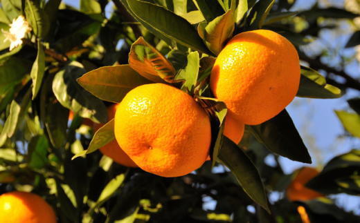 エコファーマーのこだわり有田みかん約10kg(サイズ混合)◇
