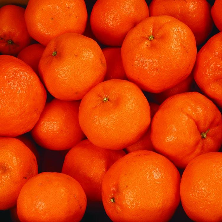 ＜1月より発送＞家庭用 ポンカン2.5kg+250g（傷み補償分） ※