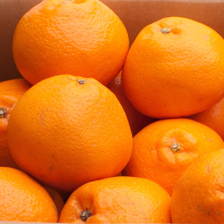 ＜2月より発送＞厳選 はるみ1kg+250g（傷み補償分）◇｜デコ