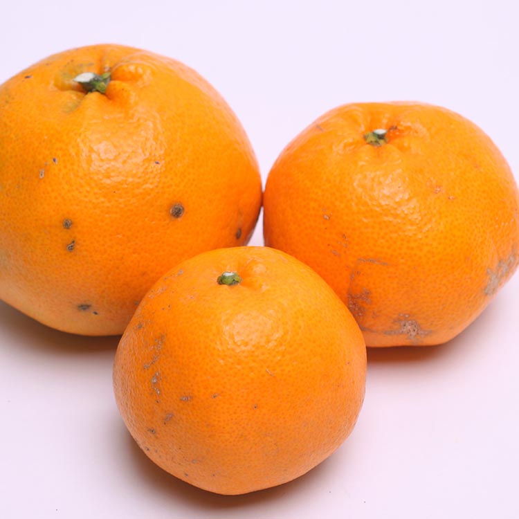 ＜2月より発送＞家庭用 はるみ1kg+250g（傷み補償分）◇ ｜ 