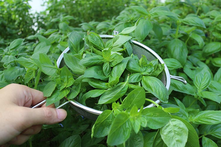 農家だからできる濃厚『無添加 バジルソース』パック入り4