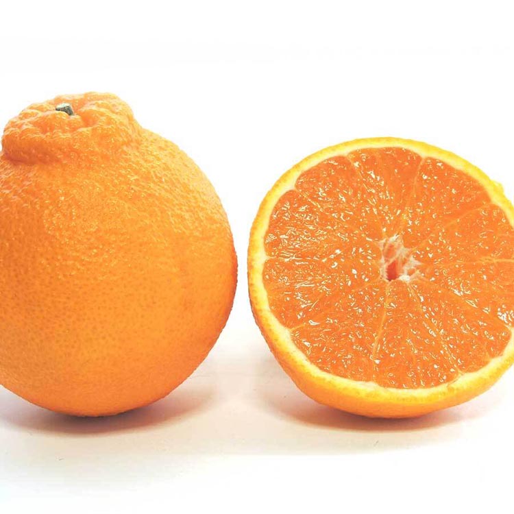 不知火（しらぬい） オレンジ みかん 家庭用 2kg ｜ 訳あり 