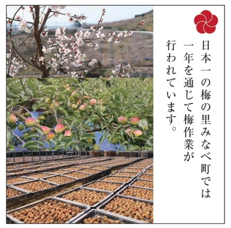 梅の里から正月飾り「門梅(登録商標)」 ※北海道・沖縄・