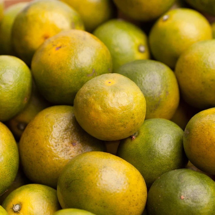 家庭用 極早生有田みかん10kg+250g（傷み補償分）【YN26・ゆら