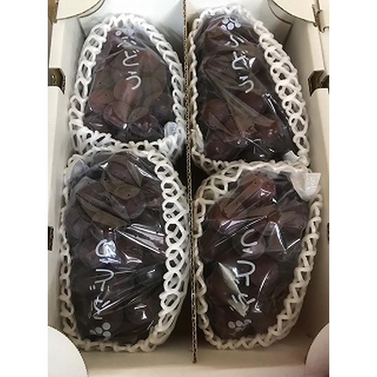 ◆先行予約◆ 和歌山県産 ピオーネ 4房入り〈秀品〉 ※2025