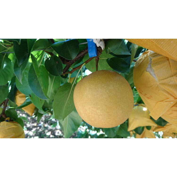 ◆先行予約◆和歌山県産 旬の梨 約4kg ※2025年8月中旬～9月