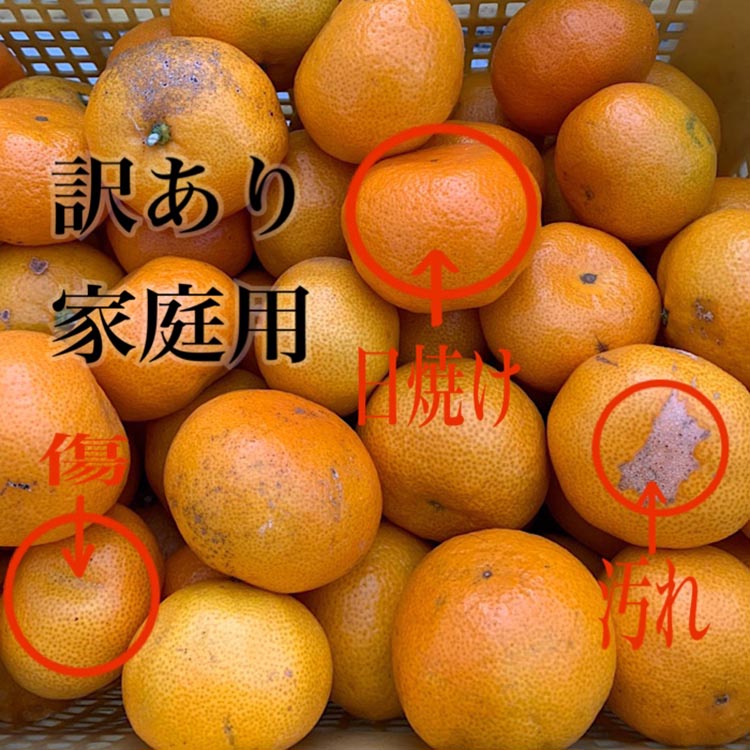 【まごころ手選別】和歌山産 有田みかん 5kg 家庭用 ※2025年