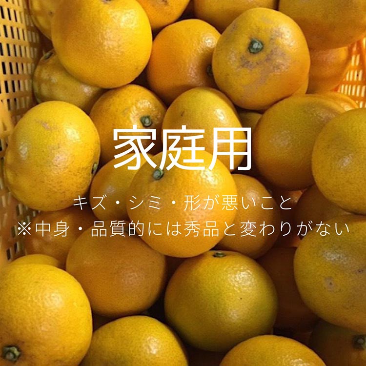 和歌山県産 八朔 6kg 家庭用 ※2026年1月上旬～3月下旬頃に順