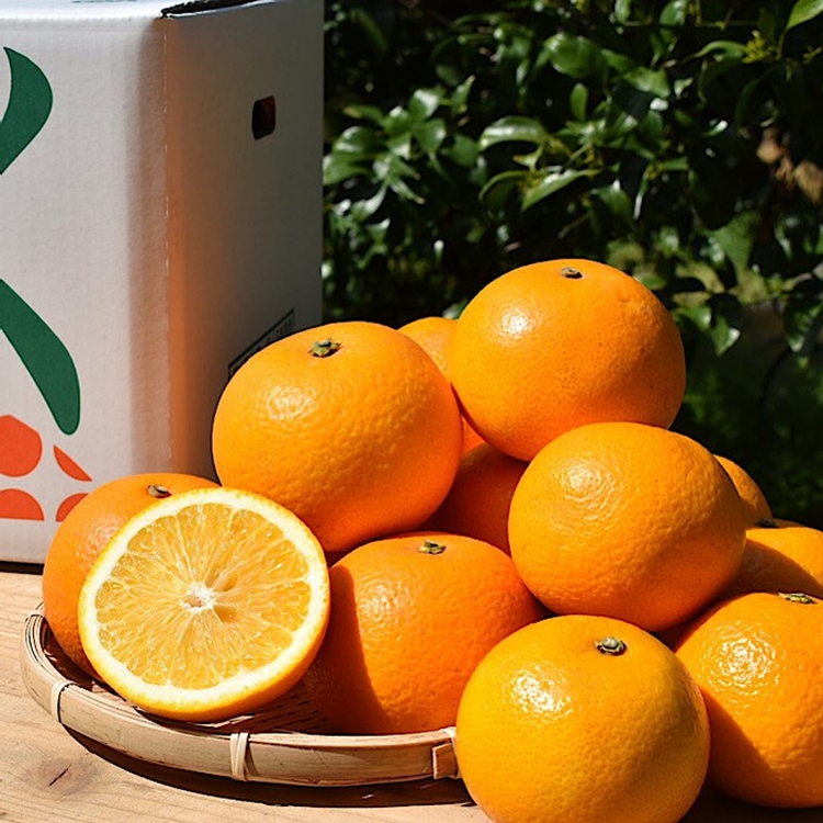 【まごころ手選別】和歌山産有田のはっさく　8～11玉 ※2026