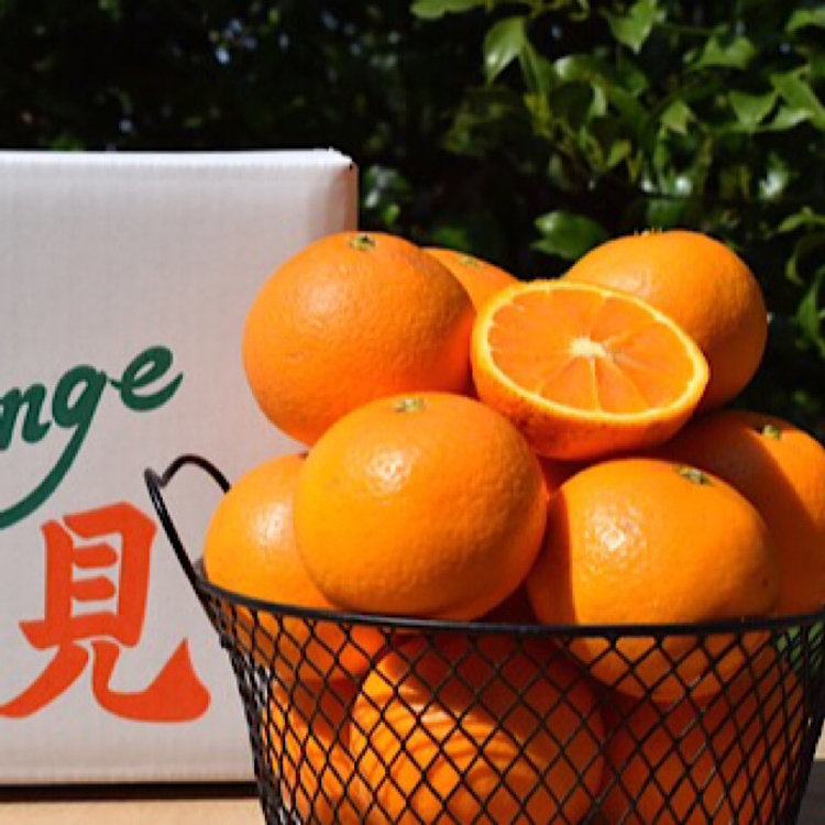 【まごころ手選別】和歌山産　有田の清見　5kg(S～2Lサイズ)