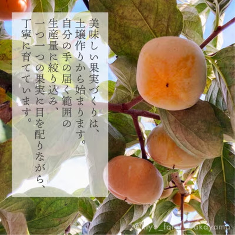 先行受付　柿(種無し)　赤秀品大玉　6個入　約1.8kg ※2025年9