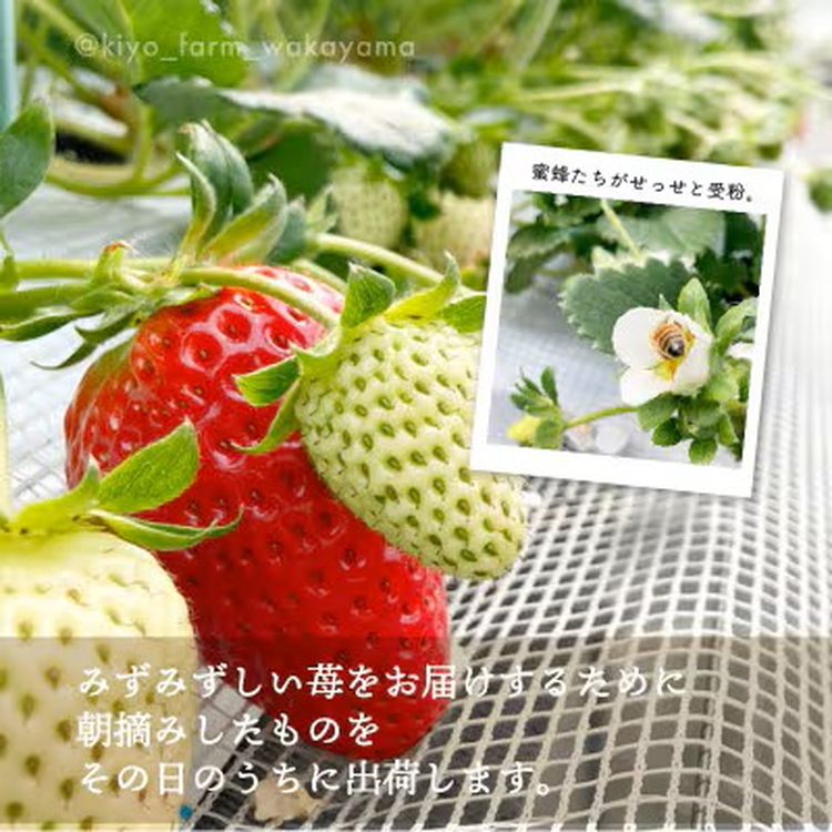 先行受付　大粒まりひめイチゴ　朝摘　6個～11個入×2パッ