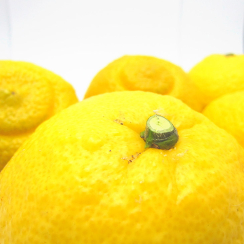 【先行予約】【農家直送】爽やかカンキツ はるかみかん（