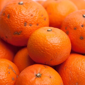 ＜2月より発送＞家庭用 津之輝10kg+250g（傷み補償分）つのか