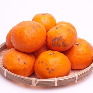 ＜4月より発送＞家庭用 カラマンダリン10kg+250g（傷み補償分