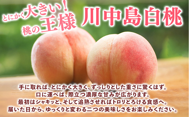桃先行受付!　【川中島白桃】　(大玉特秀品)　約2kg　6～9個