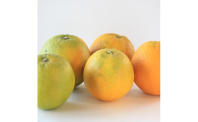 家庭用 バレンシアオレンジ5kg+250g（傷み補償分）