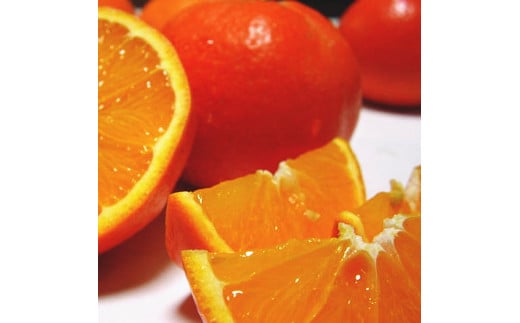 【先行予約】【春の美味】【農家直送】爽快カンキツ　セ