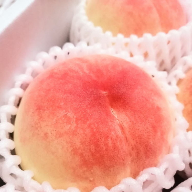 フルーツ 定期便 全3回 【7月・8月・9月発送】 和歌山の夏の