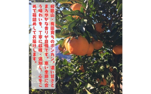 【特選】濃厚 ポンカン 2kg ｜ みかん 蜜柑 柑橘 果物 フルー