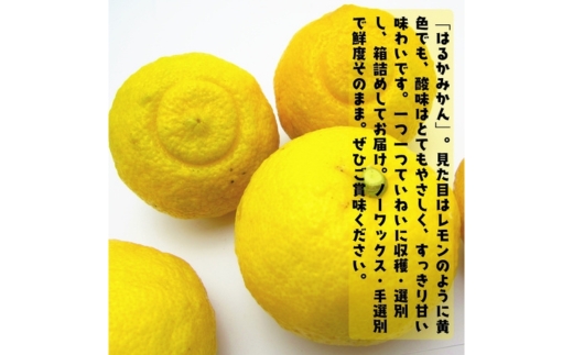 【特選】はるか 2kg ｜ 蜜柑 柑橘 果物 フルーツ くだもの 果