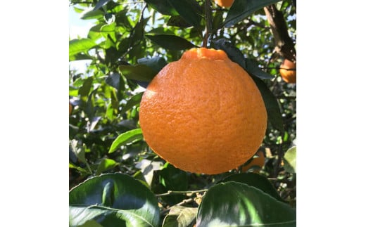 【先行予約】 有田育ちの濃厚 不知火 (デコポン と同品種)(