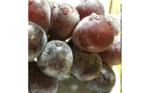 【夏秋の美味】フルーツ王国和歌山の"濃厚"種無しピオーネ