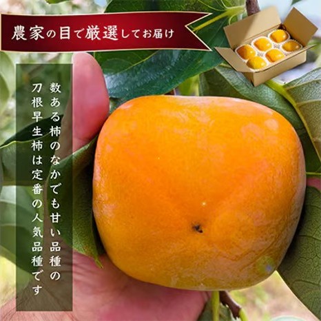 先行受付!　柿　種無し　赤秀品　大玉　5～6個　約2kg