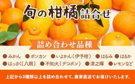 ＜1月より発送＞家庭用 柑橘詰合せ10kg+250g（傷み補償分）（