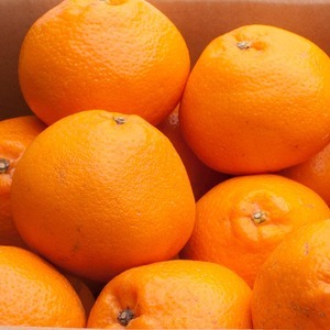 ＜2月より発送＞厳選 はるみ10kg+250g（傷み補償分）｜デコポ