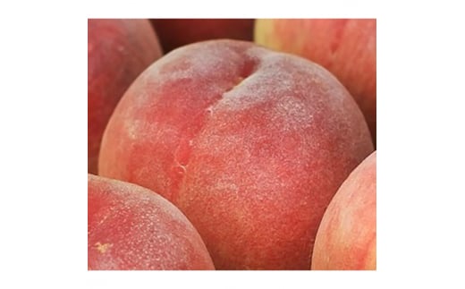 和歌山の厳選白桃 約1kg ｜ 白鳳・清水白桃・川中島・もも