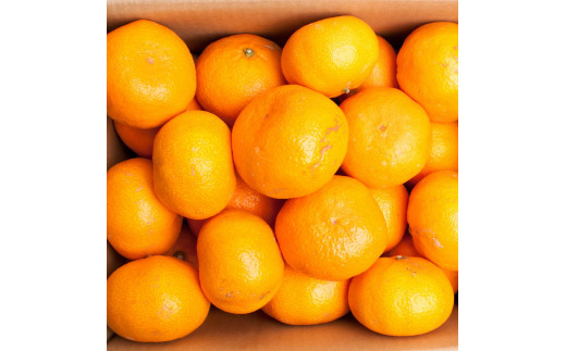 家庭用 小玉な有田みかん10kg+250g（傷み補償分）