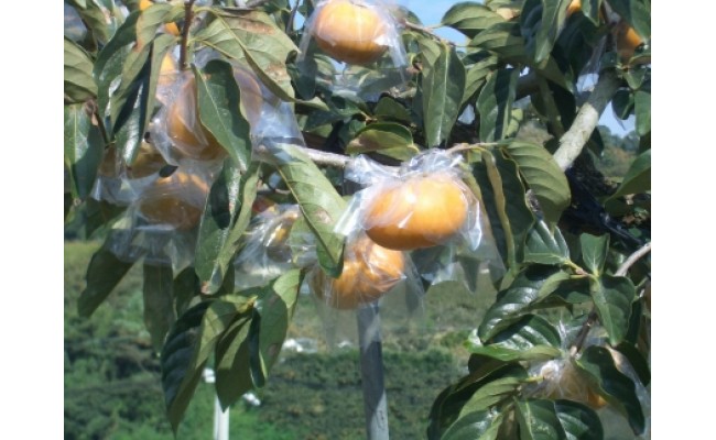 【希少】紀の川柿(種無し)約3.5～4kg・秀品｜柿 カキ フルー