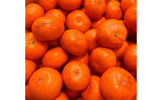 【先行予約】【ご家庭用訳あり】紀州和歌山有田産温州み