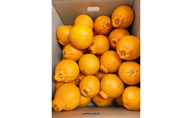 【ご家庭用訳有り】紀州有田産不知火(しらぬひ) 約8.5kg ※20