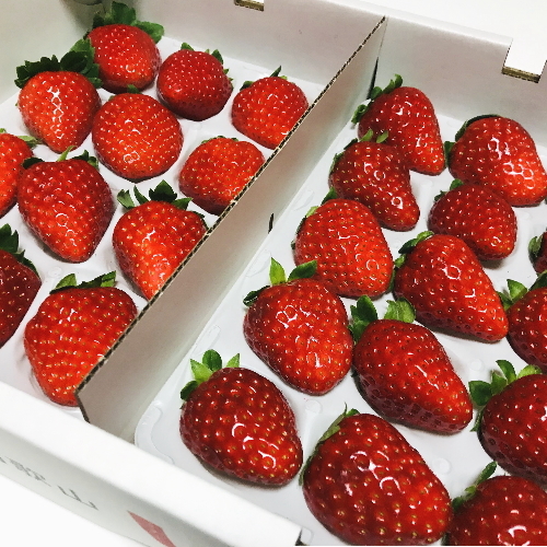 【和歌山ブランド苺】農家直送 濃厚 完熟 まりひめいちご 1