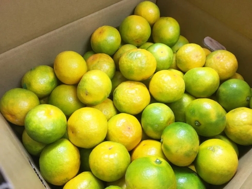 【2026年先行予約】紀州和歌山有田産ゆら早生みかん 10kg