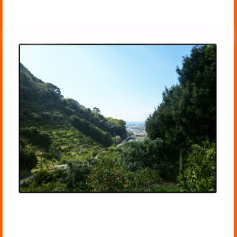 秀品 希少な国産バレンシアオレンジ 5kg ※2026年6月下旬～7