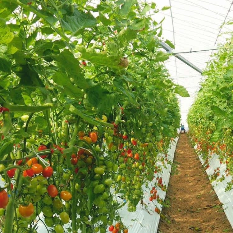 美浜町産　松トマト（アイコ）2Kg｜ミニトマト とまと 野菜