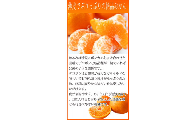 果肉ぷりぷり!完熟はるみ 5kg ※2026年2月中旬〜2月下旬頃に