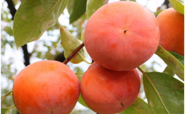 【まごころ栽培】九度山の冷蔵富有柿Mサイズ9玉入り ※2026