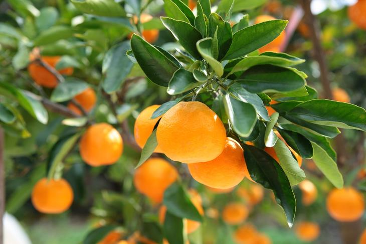 田村みかん蜂久農園のみかんがっつりしぼったでぇ　みか