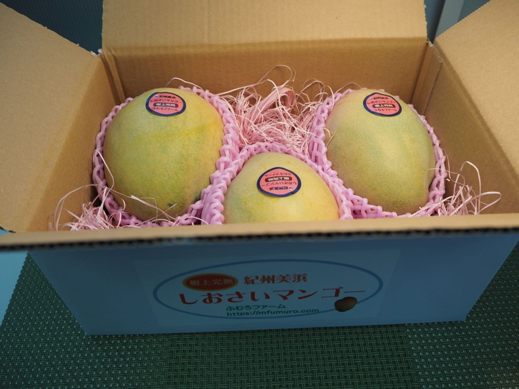 紀州美浜しおさいマンゴー3玉（1.6～1.7kg）
※着日指定不可